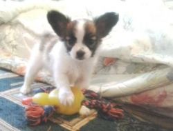 Great Papillon puppies for sale