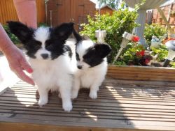 Beautiful Papillons Puppies Available Now