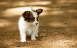Black And White Papillon Dog Puppy