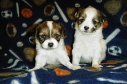 Beautiful male and female papillon ready now