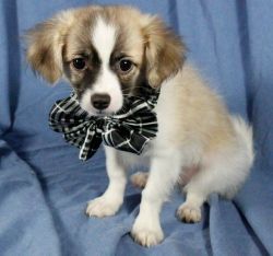 Nice Papillon Puppies For Sale