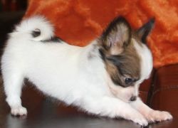 Available now for sale Papillon puppies