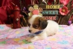 Quality Healthy Papillon Puppies From Show Home