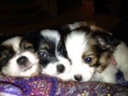 Adorable and cute AKC Papillon puppies