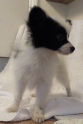 Beautiful Well Marked Papillon Puppies Kc Reg for sale