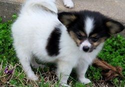 Healthy Papillon puppies for sale