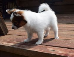 Lovely and Active papillon pup for sale
