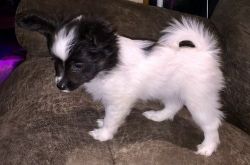 Potty Trained Papillon puppies