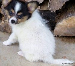 Absolutely amazing Papillon puppies