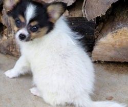 Boys and girls Papillon puppies for sale