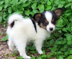 Male and female Papillon Available For Sale.