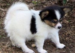 Home raised Papillon puppies for Sale.