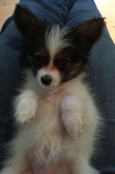 $400, 10 weeks old male papillon pup for adoption