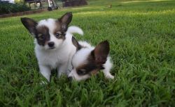 Nice and Healthy Papillon Puppies For Sale.