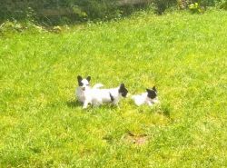 4 Boys and Gils Papillon Puppies For Sale Black And White