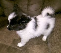 Healthy Papillon Puppies For Sale