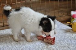 Cute Papillon Puppies Available