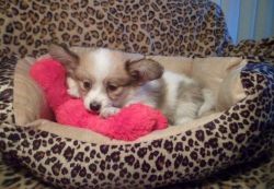Quality Papillon Puppies for Sale