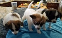 Three Papillion Pups For Sale