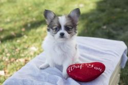 4 Healthy Papillon puppies For Sale