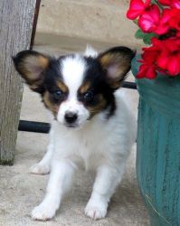 House trained Papillion puppies for sale
