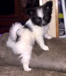 Adorable Papillon Puppies For Sal