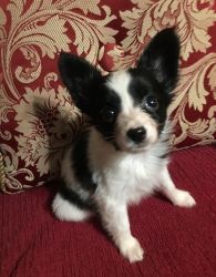 Beautiful male and female Papillon puppies