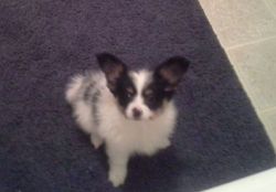 Male and female Papillion puppies For Sale