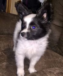 Awesome Papillon Puppies For Sale