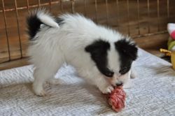 We had a litter of Papillon puppies