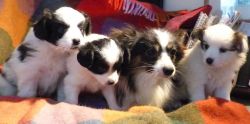 Beautiful males and Females Papillon Puppies available