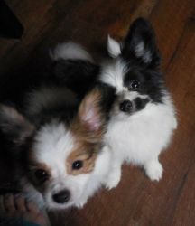Full blooded Papillon puppies Ready To go Now