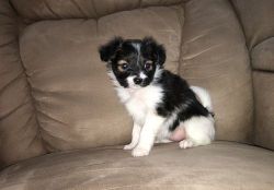 Lovely male and female Papillon puppies