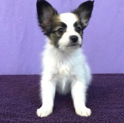 Sweet Male/Female Papillon Puppies available