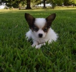 Happy and Sweet Male/Female Papillon Puppies available
