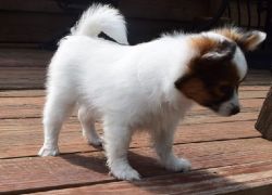 Good and Healthy M/F Papillon Puppies available