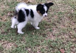 Perfect Healthy Papillon puppies