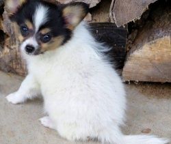 Lovely AKC Reg. Papillon Puppies For Sale