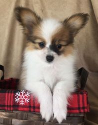 Gorgeous Papillon puppies are so cute