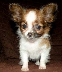 Home trained male and female Papillon Puppies