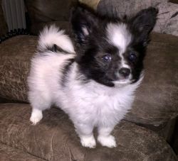Active male and female Papillon Puppies