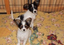 Lovely Papillon Puppies For Sale