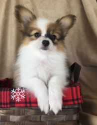 Perfect Healthy Papillon puppies.