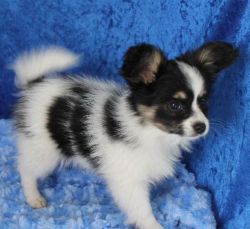Charming Papillon Puppies for adoption