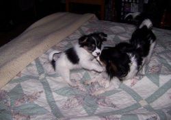 Astonished Male and female Papillon puppies