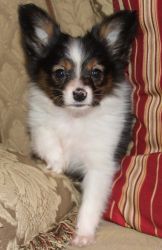 Home raised Papillon puppies For Lovely Homes