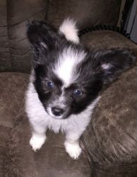 Charming Papillon puppies For Sale.