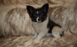Healthy Papillon Puppies For Sale