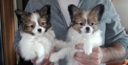 Exceptionally Beautiful Papillon Puppies