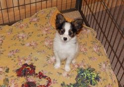 Playful Papillon Puppies For Lovely families